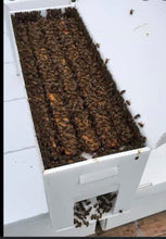 Load image into Gallery viewer, 50% non refundable deposit for a 4 and 5 Frame Nucs, total cost is $165 plus tax or $185 plus tax.